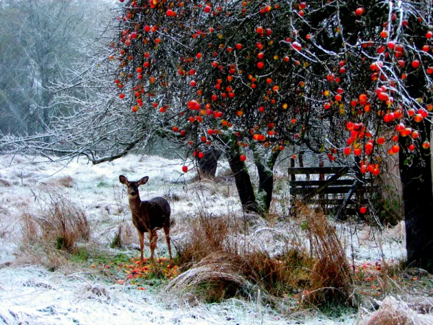 Winter deer 