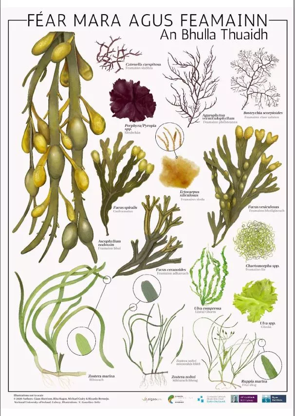 Seaweed Irish