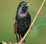 starling