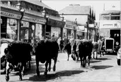 Cattle Market