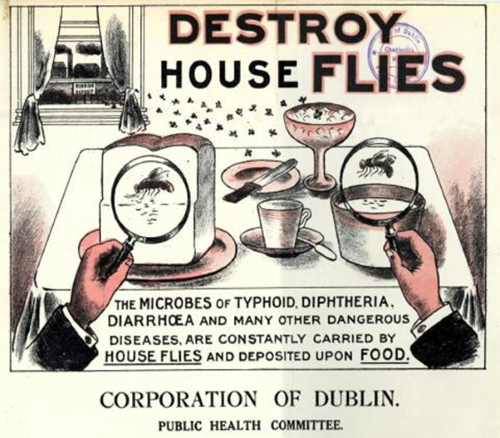 Destroy house flies