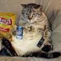 Cat on couch
