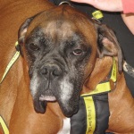 Jake