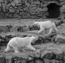 polar bears