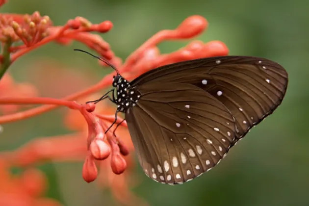 Creative Hubs: The Butterfly Doctor (Session 1)