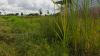 Basin and wetlands in green space