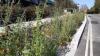 Roadside bioretention