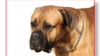 bull mastiff