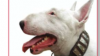 english bull terrier