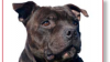 staffordshire bull terrier