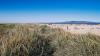 greenery and sand at bull island