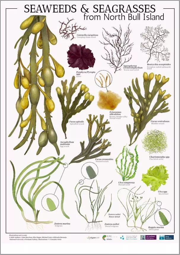 Seaweed Eng