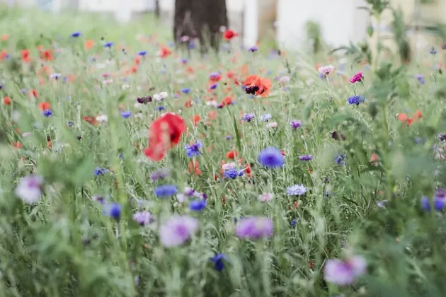 flowers in a meadow