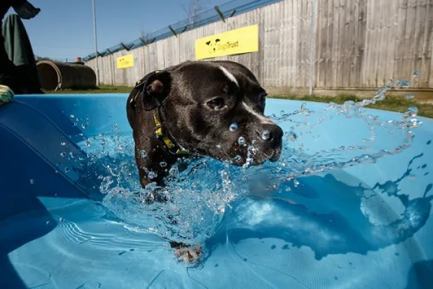 Dogs Trust