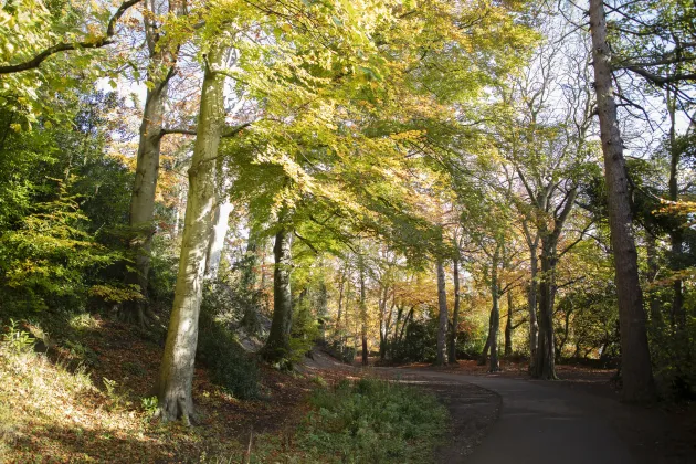 Bushy park 1
