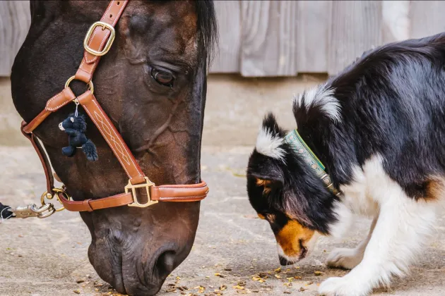 Animal Welfare unit