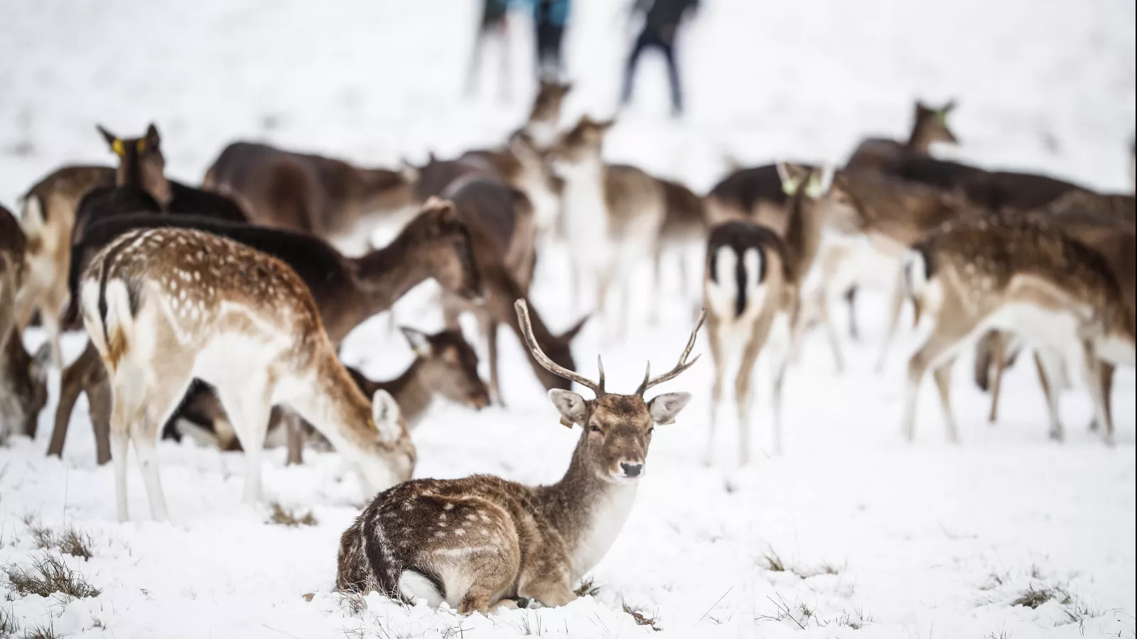 Deer in snow in the Phoenix Park