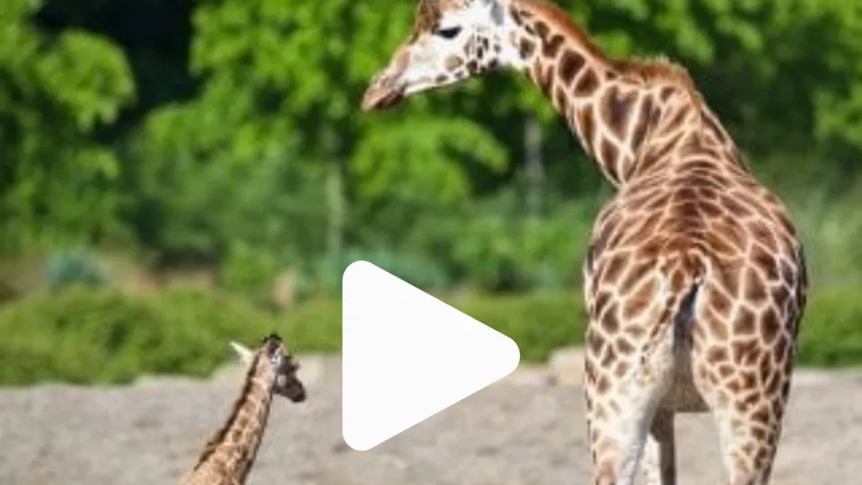Dublin Zoo Cameras