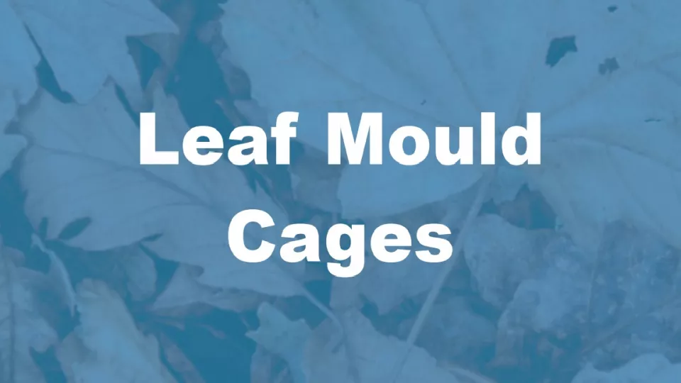 leafmouldpic